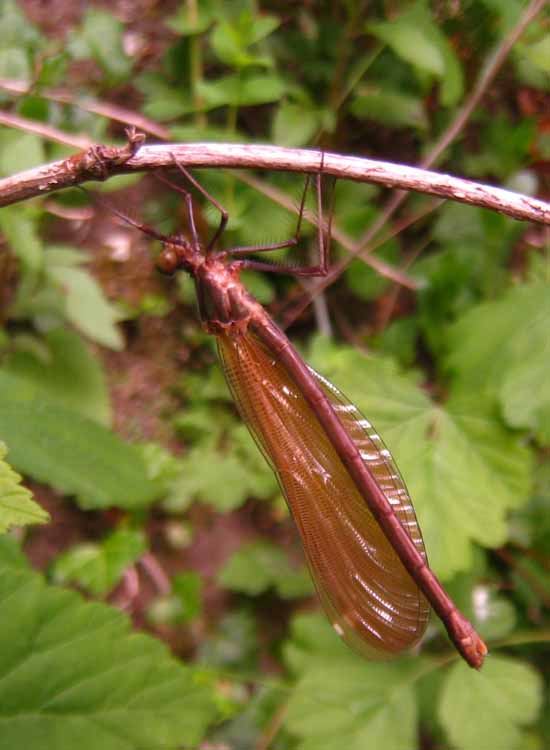 Calopteryx sp?